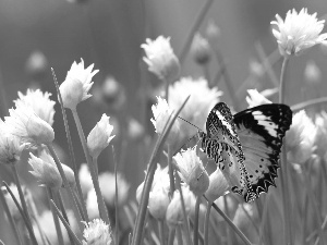 butterflies, White, Flowers