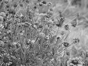 gaillardia aristata, Meadow, Flowers