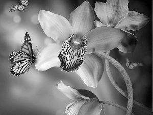 butterflies, Pink, orchid