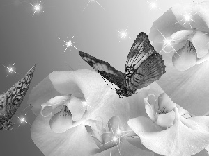 butterflies, White, orchids