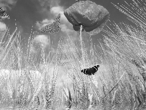 corn, butterflies, 2D Graphics, papavers