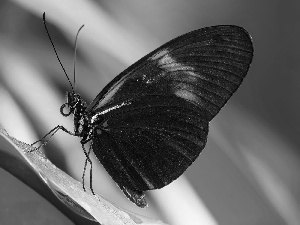 black and brown, butterfly