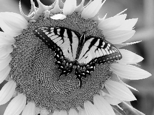 Oct Queen, Sunflower, butterfly