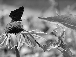 Pink, Black, butterfly, Colourfull Flowers