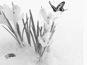 butterfly, feather, crocuses, snow, White