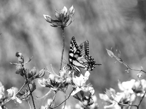 butterfly, Pink, Flowers