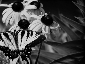 butterfly, Oct Queen, Flowers, Rudbeckia, Yellow