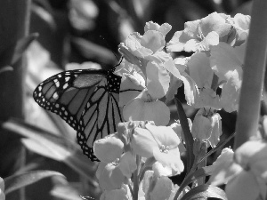 butterfly, Yellow, Flowers