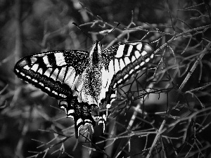 grass, butterfly