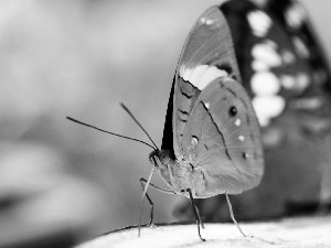 Green, butterfly