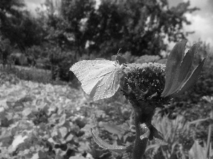 Gonepteryx rhamni, Yellow, butterfly