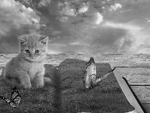 kitten, grass, butterfly, Book