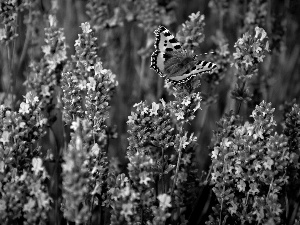 Small Tortoiseshell, lavender, butterfly