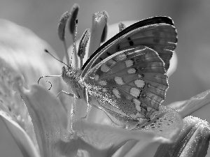 Lily, butterfly
