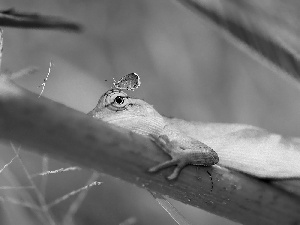 lizard, butterfly