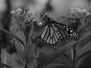 Plants, butterfly