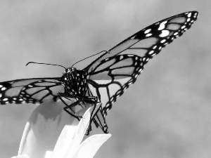 prettily, wings, butterfly, spread