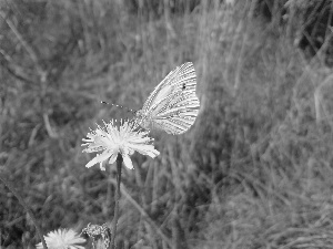 butterfly, Cabbage