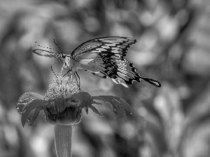 Tagetes, butterfly