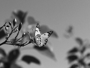 White, butterfly