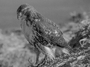 buzzard