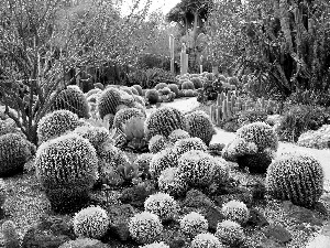 Cactus, Garden, botanical