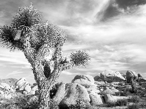 Desert, Cactus