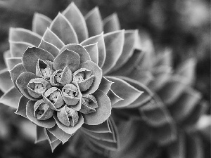 flower, Cactus