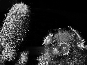 flower, Cactus