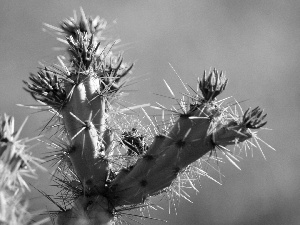 flower, Cactus