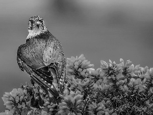 hawk, Cactus