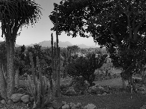Park, trees, viewes, Cactus