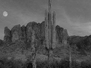 west, canyon, Cactus, sun