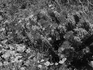 Yellow, flourishing, Cactus, papavers