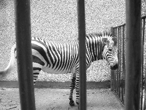 Zebra, Cage