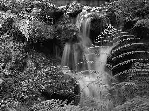 Calendar, waterfall, fern