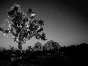 illuminated, National Park, California, Joshua Tree
