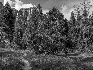 Mountains, Yosemite, California, forest