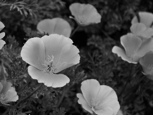 California poppy