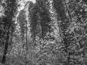 Mountains, trees, The United States, viewes, State of California, Yosemite National Park, autumn, forest