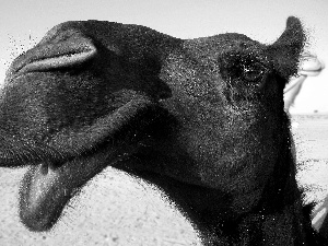 camel, muzzle, brown