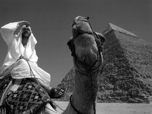 a man, Pyramid, Camel