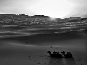 Camels, Desert, dawn