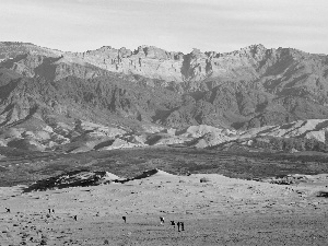 Camels, Desert, Mountains