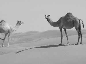 Desert, Two cars, Camels