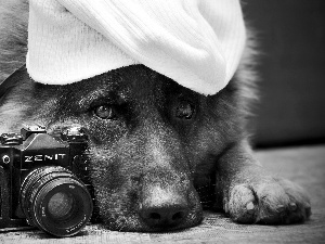 sheep-dog, Hat, Camera, german