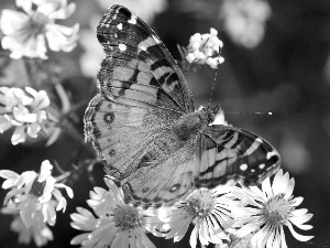 camomiles, color, butterfly