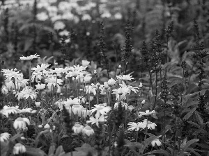 camomiles, Meadow, Flowers