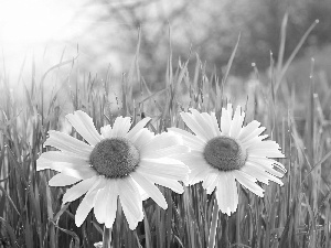 Meadow, Two cars, daisy, grass