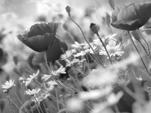 camomiles, Red, papavers